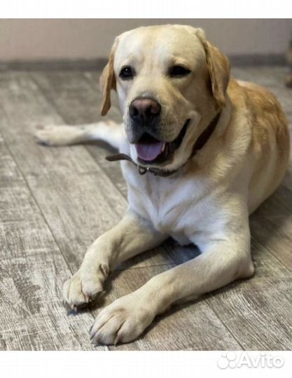 Кобель лабрадора вязка