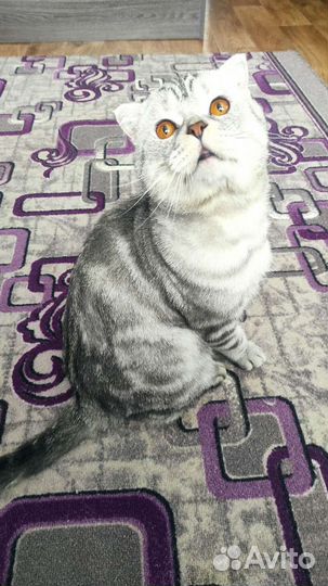 Шотландский кот вязка