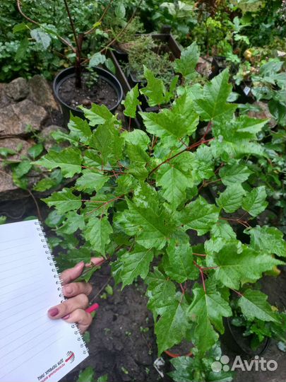 Клен Татарский