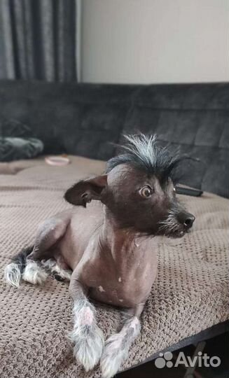 Вязка китайская хохлатая Бесплатно