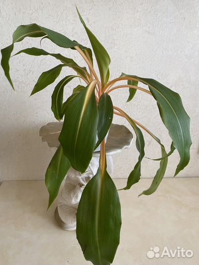 Хлорофитум оранж