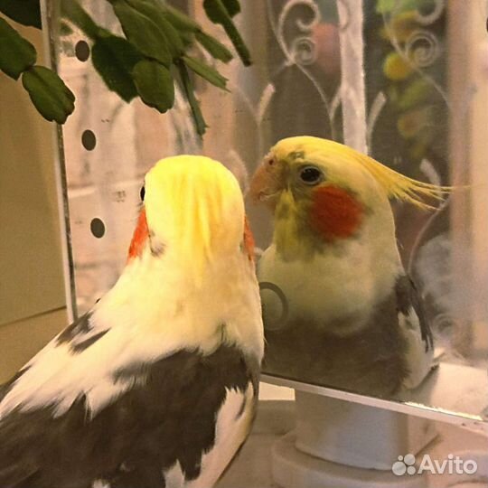 Попугай корелла пара с клеткой