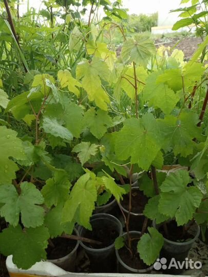 Виноград. Саженцы