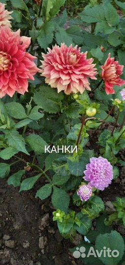 Клубни георгинов