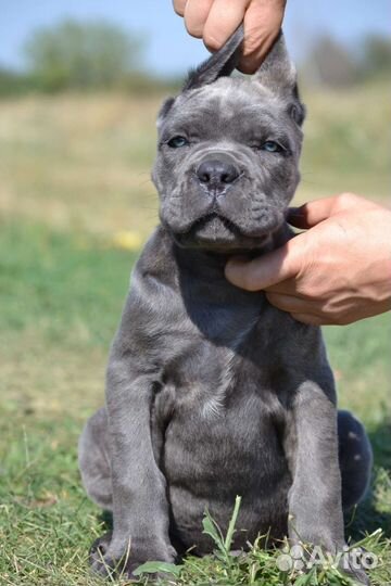 Щенки кане корсо от Импортных производителей