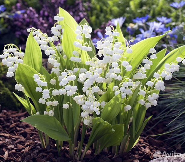 Морозостойкий ландыш, декоративные цветы