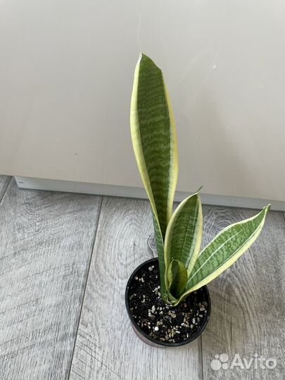 Сансивиерия лауренти