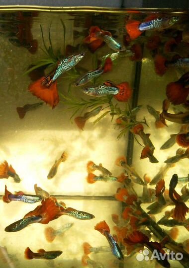 Рыбки опт