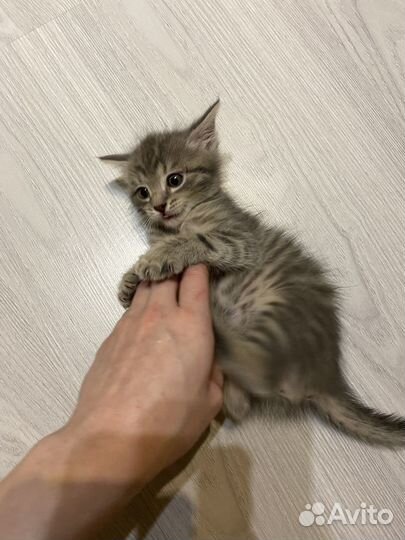 Котенок мальчик в добрые руки
