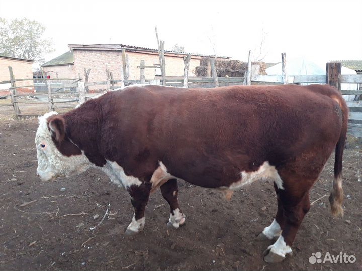 Быки на племя