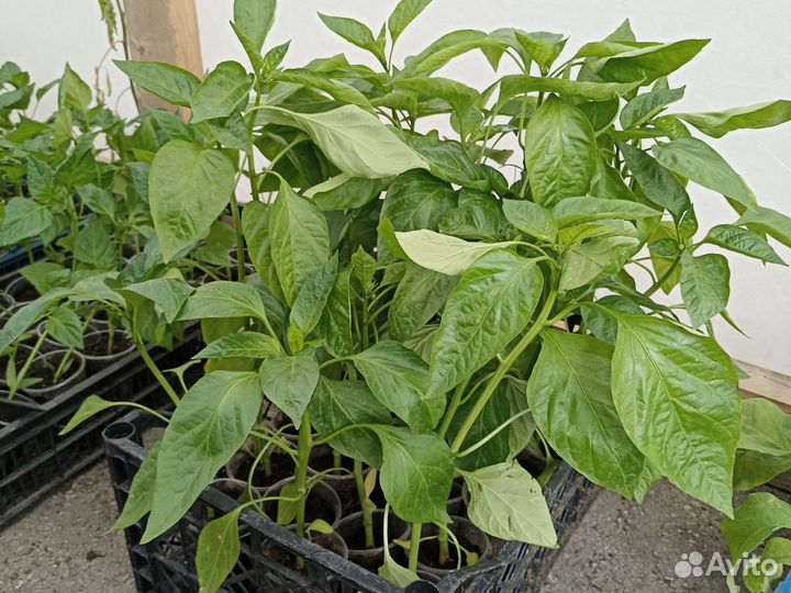 Рассада огурцов перцев