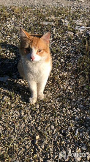 Котик-подросток очень ищет дом