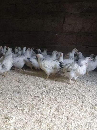 Цыплята,утята,индейка,молодка