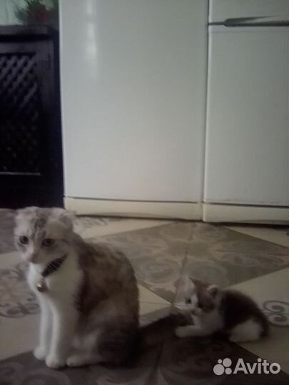 Отдам котенка