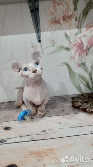 Канадский сфинкс