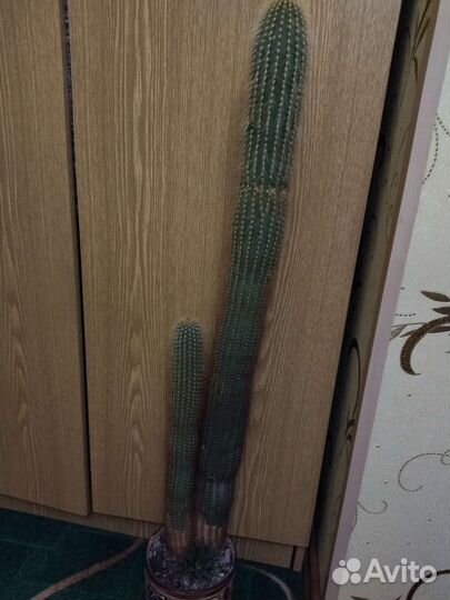 Большой кактус
