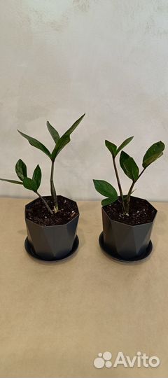 Замиокулькас