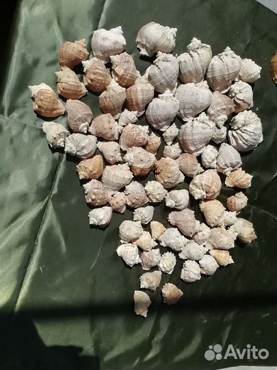 Ракушка рапан