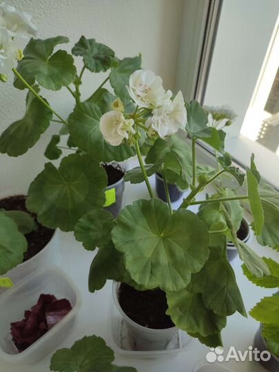 Пеларгония герань фиалка Берёзка Каланхоэ