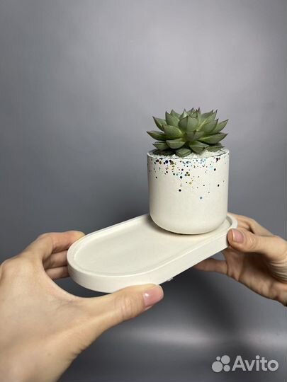 Поднос из гипса и суккулент