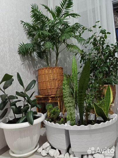 Комнатные цветы