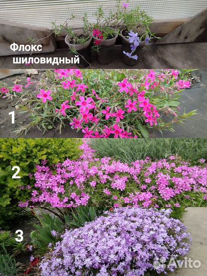 Декоративные многолетние