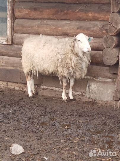 Катумские бараны,ягнята