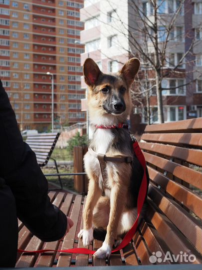 Альфа ищет дом и хозяина, в добрые руки собака