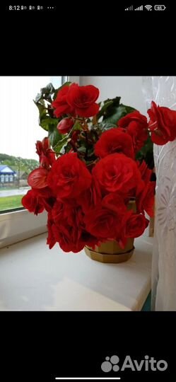 Бегония элатиор