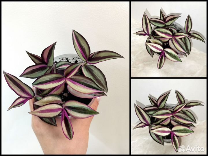 Tradescantia Zebrina pendula Quadricolor