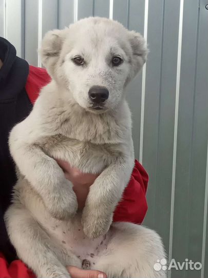 Собака алабай