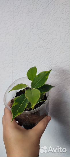 Фикус бенджамина пестролистный