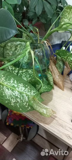 Диффенбахия