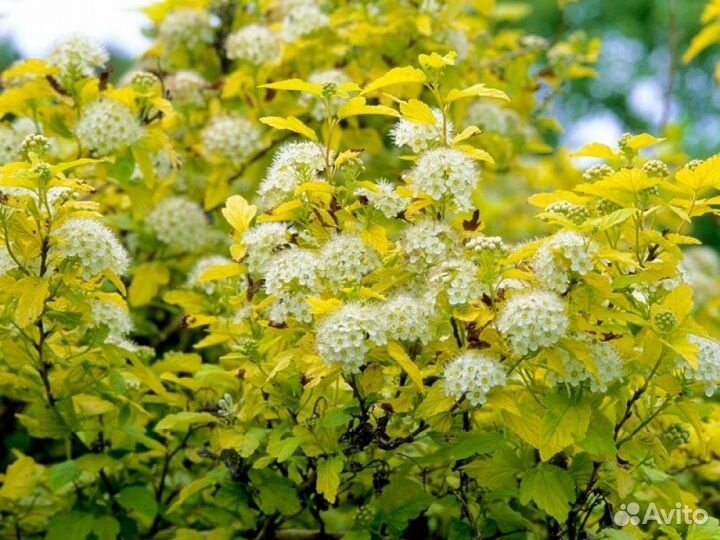 Пузыреплодник gold