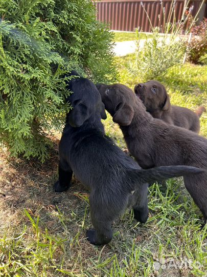 Щенки лабрадора