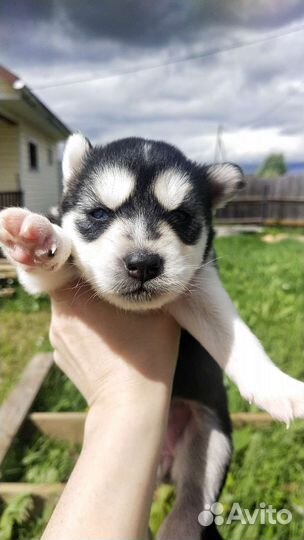 Собаки бесплатно в добрые руки щенки хаски