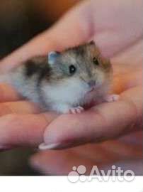 Передержка гостиница для животных