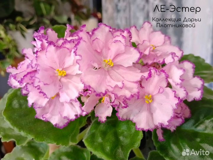 Фиалки сортовые, укоренённые черенки