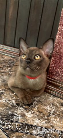 Бурманские котята питомник объявление продам