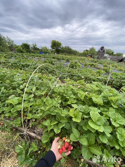 Саженцы клубники