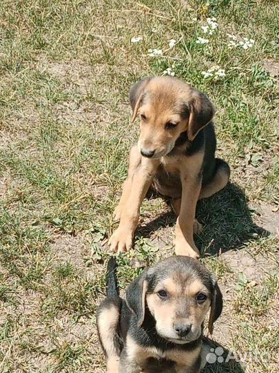 Щенки русской гончей