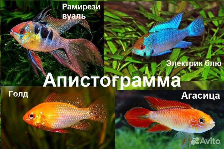 Рыбки, Креветки Амано, Петушки Севеллия Сомы Гуппи