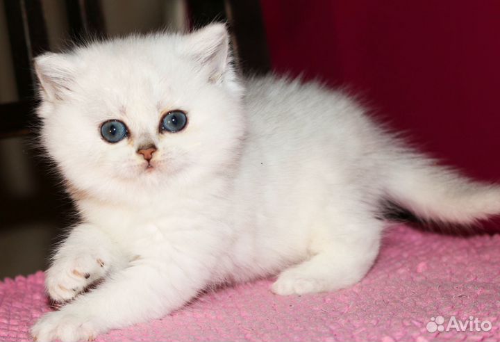 Британские серебристые шиншиллы