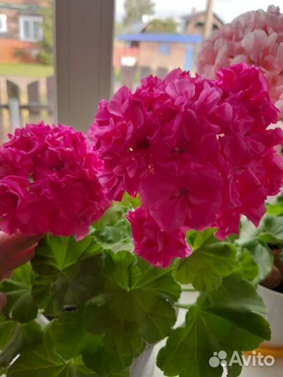 Пеларгония герань сортовая