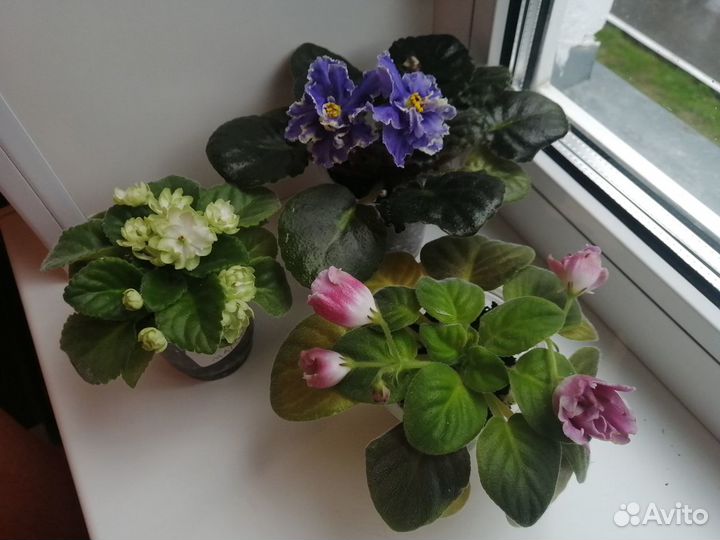 Сортовые фиалки