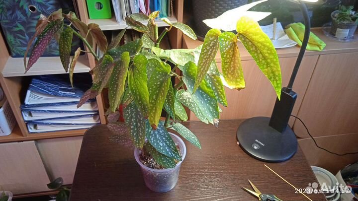 Бегонии декоративнолиственные