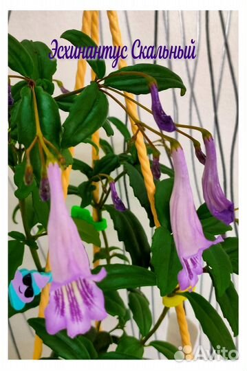 Эсхинантусы 9 сортов. Цены подписаны