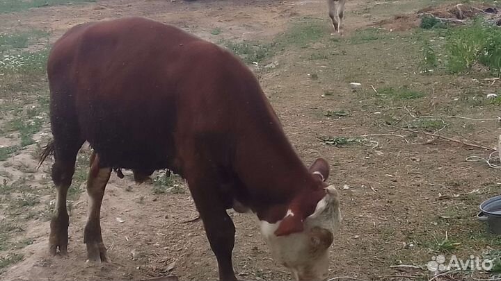 Бычок и Нетель