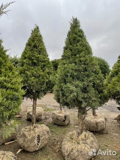 Можжевельник