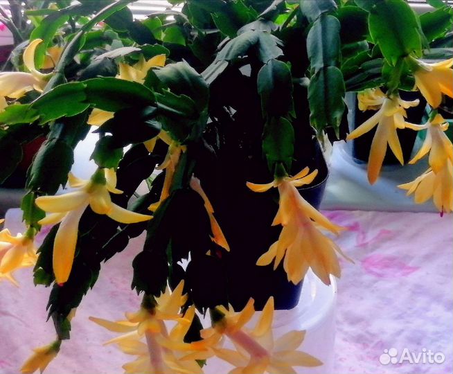 Декабрист шлюмбергера желтый, кремовый цвета